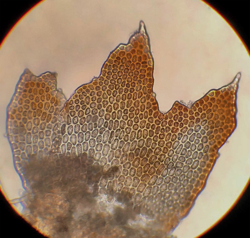Barbilophozia sudetica